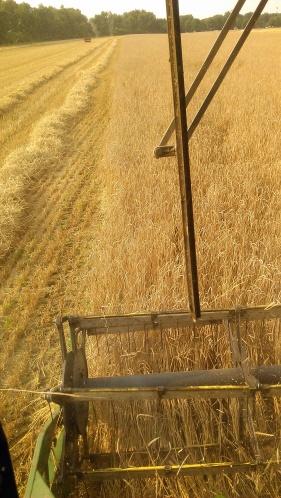 Collecting spelt.