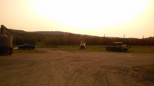 The hops fields at Four Star. Sunset.