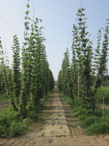 Rows of hops.